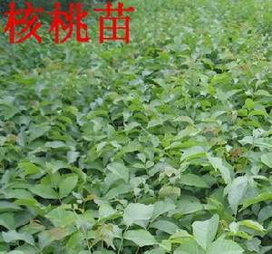 河北依嶺生態農業 2013春季薄皮核桃苗預定與批發服務